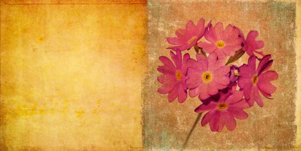 꽃 요소와 아름 다운 배경 이미지입니다. 매우 유용한 디자인 요소. — 스톡 사진