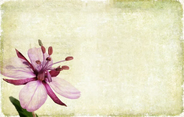 Bella immagine di sfondo con elementi floreali. elemento di design utile . — Foto Stock