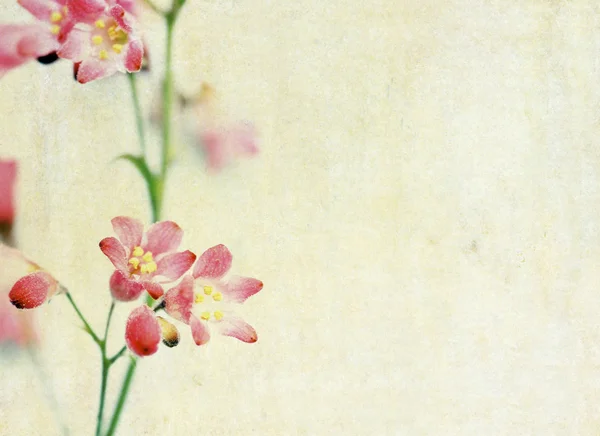 Mooie achtergrondafbeelding met florale elementen. zeer nuttig ontwerpelement. — Stockfoto