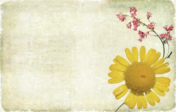 Lovely background image with floral elements. useful design element. — Stock Photo, Image