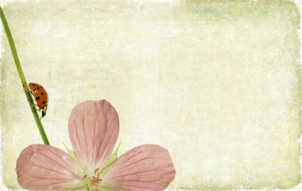 テントウムシと花の要素と素敵な背景イメージです。非常に便利なデザイン要素. — ストック写真