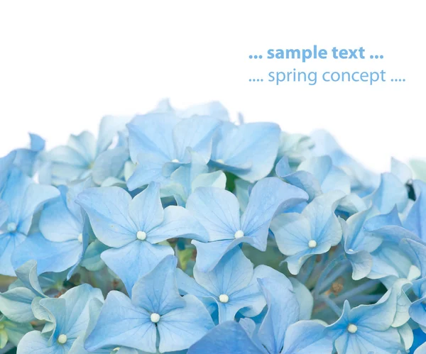 Flora tegen witte achtergrond. nuttige ontwerpelement. — Stockfoto