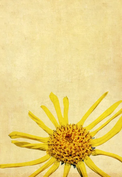 Çiçek Çizim ve tasarım öğesi — Stok fotoğraf