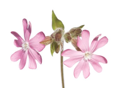 Flora beyaz bir arka plana dayanır. kullanışlı tasarım öğesi.