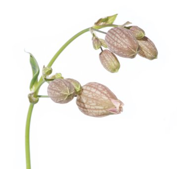 Flora beyaz bir arka plana dayanır. kullanışlı tasarım öğesi.