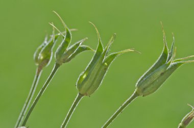 Flora arka planı