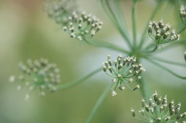 Flora arka planı