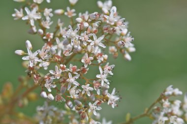 Flora arka planı