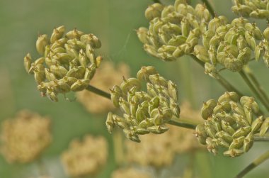 Flora arka planı