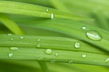 Lovely abstract image featuring green leaves with small water drops (deliberate use of shallow depth of field) clipart