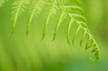 Fern (sığ derinlik-in tarla)