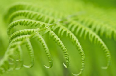 Fern (sığ derinlik-in tarla)