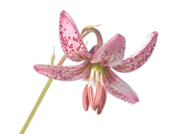 çok güzel çiçek tasarım öğesi