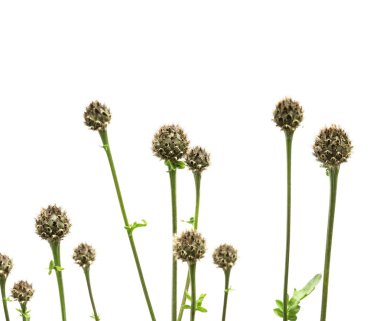 Bahar kavramı. Beyaz bir arka plana dayanır Flora.