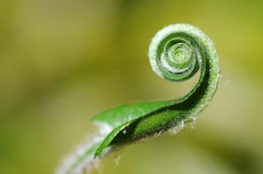 Beyaz bir arka plana dayanır unfolding fern yaprak.