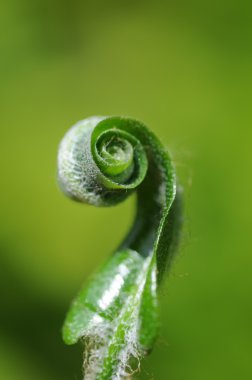 Unfolding fern leaf against white background. clipart