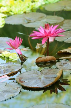 gelişmekte olan lotus çiçekleri