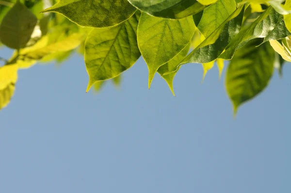 Green spring leaves against blue sky — Stock Photo, Image