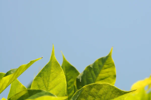 Jarní zelené listy proti modré obloze — Stock fotografie