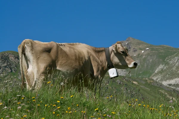 Ko i alpint landskap — Stockfoto