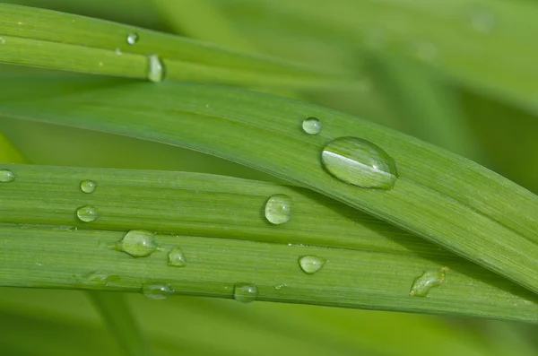 Imagem abstrata encantadora com folhas verdes com pequenas gotas de água (uso deliberado de profundidade rasa de campo ) — Fotografia de Stock