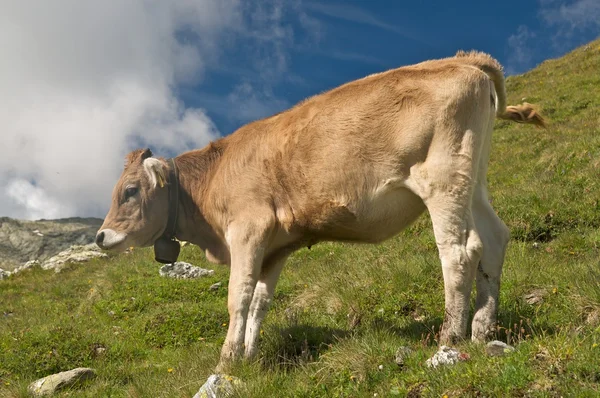 Grazing cows in the swiss alps — Stock Photo, Image