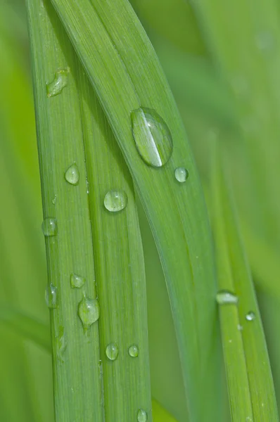 Küçük su damlaları (kasıtlı kullanımı alan sığ derinliği ile yeşil featuring güzel soyut resim bırakır) — Stok fotoğraf