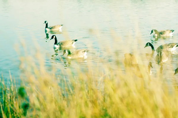 Канадские гуси в реке — стоковое фото