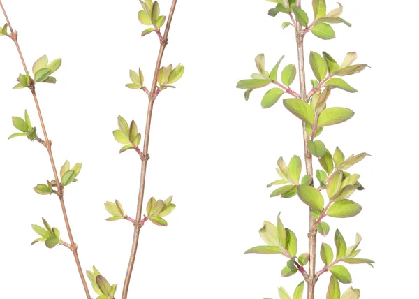 白い背景に対して植物。便利なデザイン要素. — ストック写真
