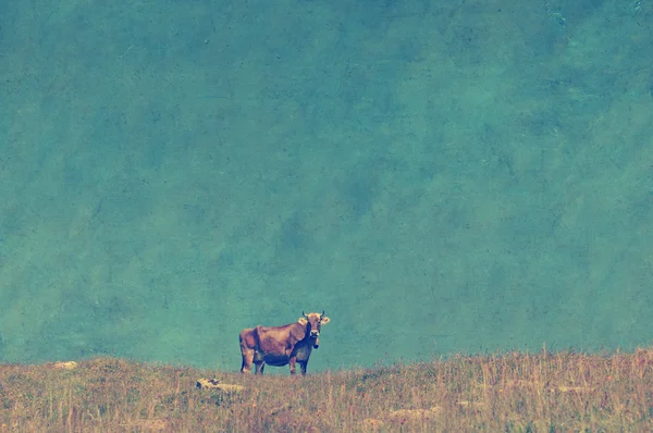 Выпас коров в швейцарских Альпах — стоковое фото