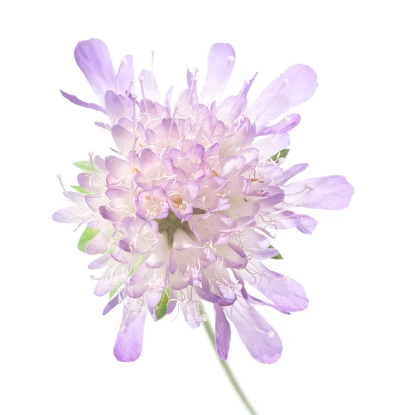 stock image Flora against white background. useful design element.