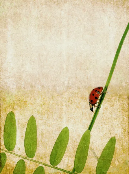 瓢虫可爱朴实的背景和设计元素 — 图库照片