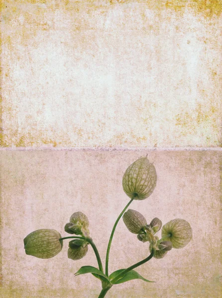 Preciosa imagen de fondo con elementos florales — Foto de Stock