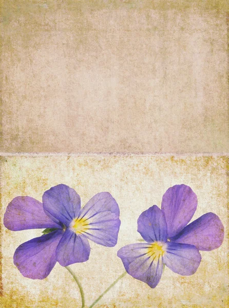 Mooie achtergrondafbeelding met florale elementen — Stockfoto
