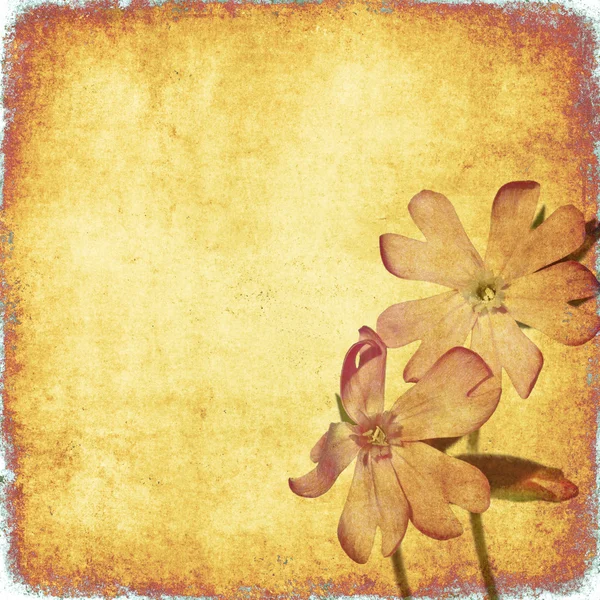 可爱背景图像与花卉元素 — 图库照片