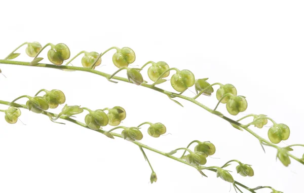 白い背景に対して春植物 — ストック写真