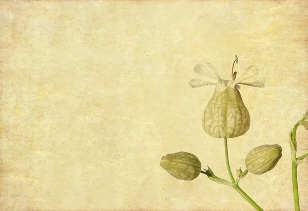 Прекрасне зображення тла з квітковими елементами — стокове фото