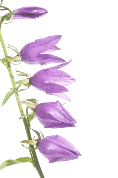 Vår flora mot vit bakgrund — Stockfoto