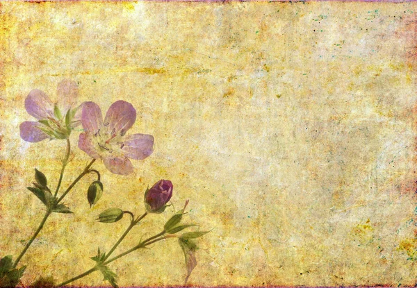 Härlig bakgrundsbild med blommig element — Stockfoto