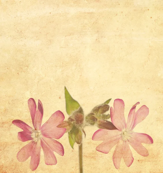 Preciosa imagen de fondo con elementos florales — Foto de Stock