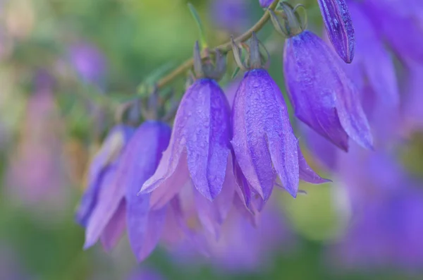 stock image Flora background