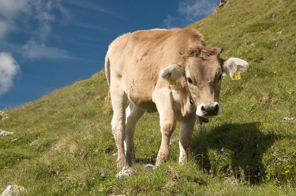İsviçre Alplerinde otlayan inekler — Stok fotoğraf