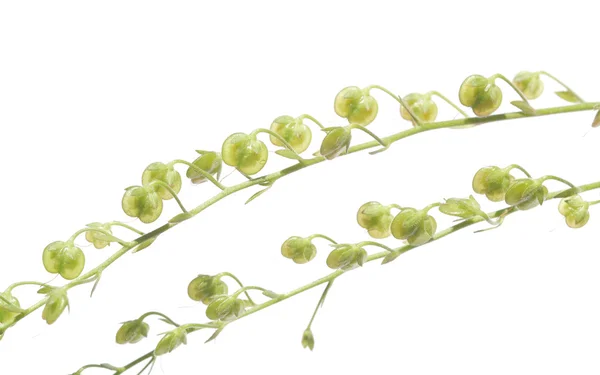 흰색 배경 봄 식물 — 스톡 사진