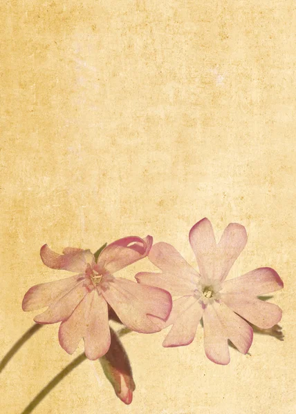 Piękne tło z kwiatowymi elementami — Zdjęcie stockowe