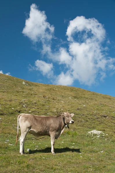 Βοοειδή βόσκησης στις Ελβετικές Άλπεις — Φωτογραφία Αρχείου