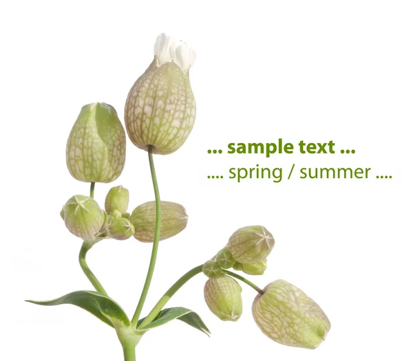Jarní flora proti Bílému pozadí — Stock fotografie
