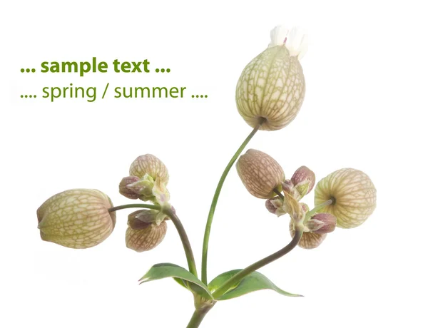 Jarní flora proti Bílému pozadí — Stock fotografie