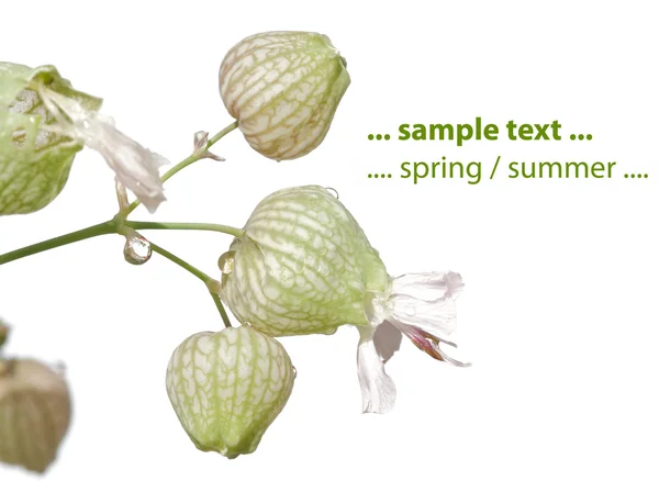 Tavaszi növény fehér háttér — Stock Fotó