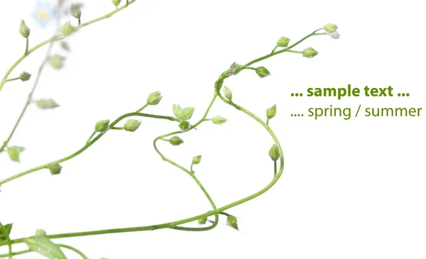 Primavera flora contra fundo branco — Fotografia de Stock
