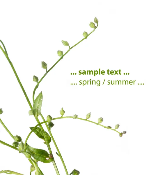 Spring flora against white background — Stock Photo, Image